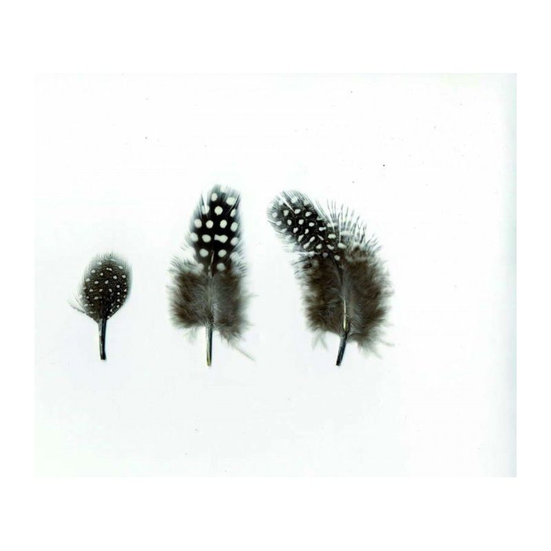 Plumes de Pintade mouchetées 3g 8cm Artémio