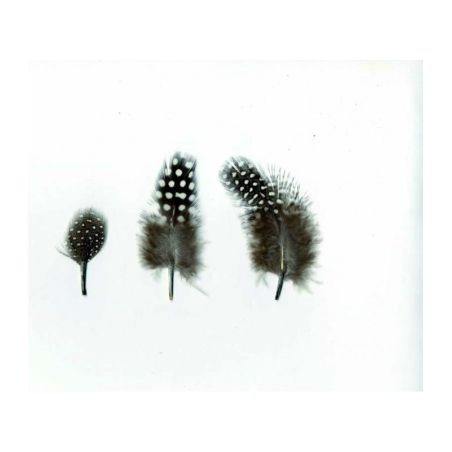 Plumes de Pintade mouchetées 3g 8cm Artémio